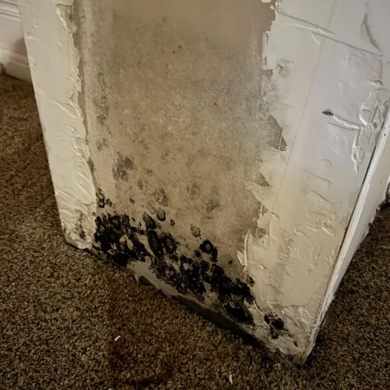 Professional Mold Removal in Melville, RI